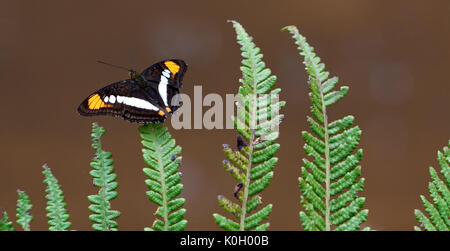 Braun, Gelb und Weiß Schmetterling mit offenen Flügeln sitzt auf einem grünen Farn Blatt Nahaufnahme Makro Foto. Mehrere Farnblätter auf dem Rahmen und Braun backgr Stockfoto