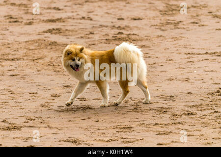 Wer die Hunde aus! Hunde am Strand trainieren, spielen, laufen, springen und Scherzen auf Tag Der schöne Sommer auf einer von Devon's feinsten Strand. Stockfoto