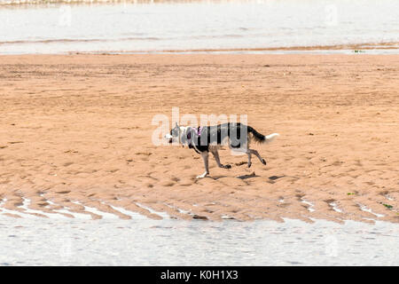 Wer die Hunde aus! Hunde am Strand trainieren, spielen, laufen, springen und Scherzen auf Tag Der schöne Sommer auf einer von Devon's feinsten Strand. Stockfoto