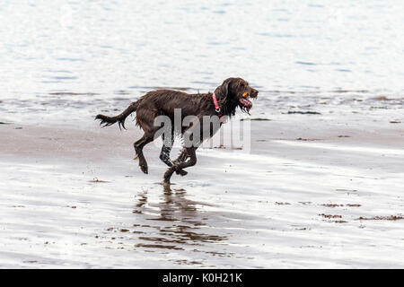 Wer die Hunde aus! Hunde am Strand trainieren, spielen, laufen, springen und Scherzen auf Tag Der schöne Sommer auf einer von Devon's feinsten Strand. Stockfoto