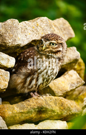 Kleine Eule Hocken auf einer trockenen Steinmauer Stockfoto