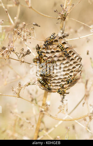 European Paper Wasp Nest - feldwespe dominula - in Gräsern Stockfoto