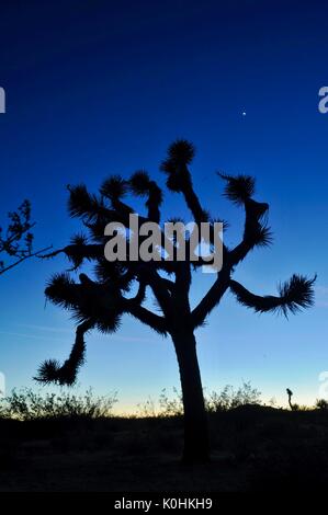 Twisted und Silhouette Joshua Bäume bei Sonnenuntergang in krassem trockene Landschaft der Joshua Tree National Park im südlichen Kalifornien starrte, USA. Stockfoto