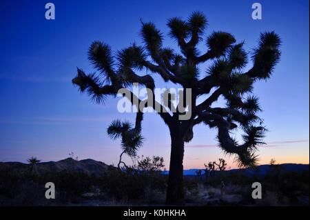 Twisted und Silhouette Joshua Bäume bei Sonnenuntergang in krassem trockene Landschaft der Joshua Tree National Park im südlichen Kalifornien starrte, USA. Stockfoto