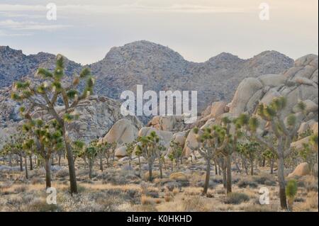 Twisted und starrte, Joshua Bäume, die Steife trockene Landschaft und schroffe Felsformationen des Joshua Tree National Park im Süden von Kalifornien, USA. Stockfoto