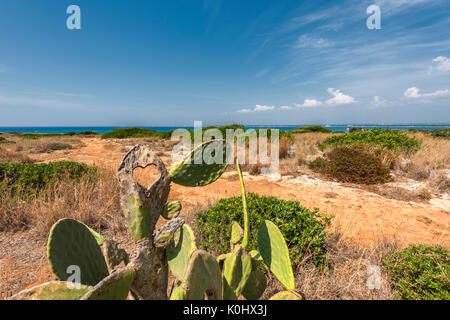 Gallipoli, Provinz Lecce, Salento, Apulien, Italien. Die Küste von Punta Pizzo Stockfoto