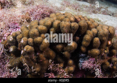 Reef coral Gattung madracis decactis madracis, Arten, Unterwasser Queimada Grande Insel, Südosten Brasiliens Stockfoto