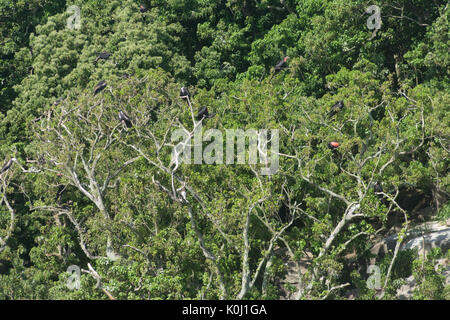 Seevögel an Bäumen auf 'Ilha da Queimada Grande' Insel, Sao Paulo State Ufer, Brasilien Stockfoto