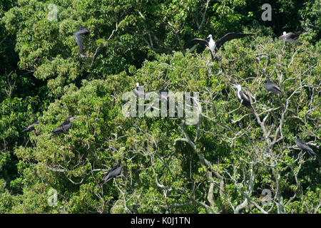 Seevögel an Bäumen auf 'Ilha da Queimada Grande' Insel, Sao Paulo State Ufer, Brasilien Stockfoto