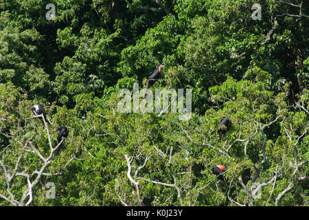 Seevögel an Bäumen auf 'Ilha da Queimada Grande' Insel, Sao Paulo State Ufer, Brasilien Stockfoto