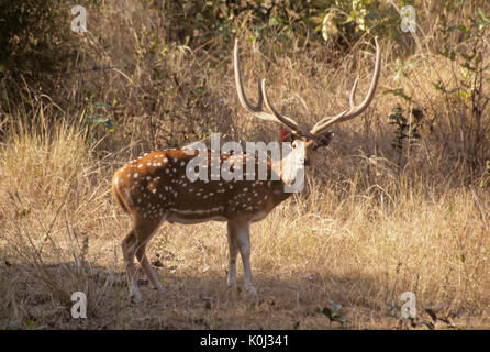 Männliche Spotted Deer (chital, Achse Hirsche), Bandhavgarh Nationalpark, Madhya Pradesh, Indien Stockfoto
