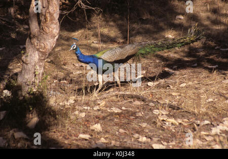 Männliche Indische (blau) Pfauen in der Zucht Gefieder, Bandhavgarh Nationalpark, Madhya Pradesh, Indien Stockfoto