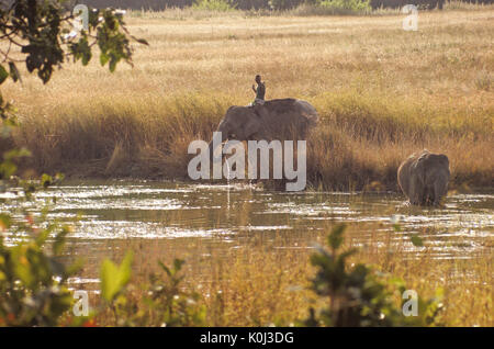 Safari Elefanten am Wasserloch trinken, Kanha Nationalpark, Madhya Pradesh, Indien Stockfoto