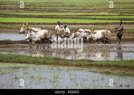 Bauern pflügen Reisfeld mit Ochsen, Kerala, Indien Stockfoto