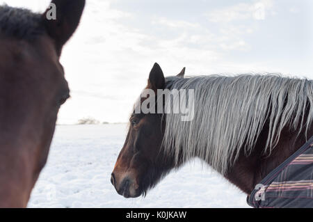 Zwei braune Pferde in einem schneebedeckten Feld auf einem hellen Wintertag. Eines der Pferde hat eine graue Mähne und trägt eine Decke. Stockfoto