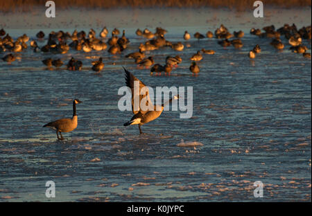 Kanada Gänse aus gefrorenen Eagle Marsh, Ankeny National Wildlife Refuge, Oregon Stockfoto