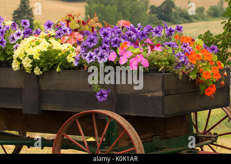 Blume wagen, Perryhill Farm, Polk County, Oregon Stockfoto