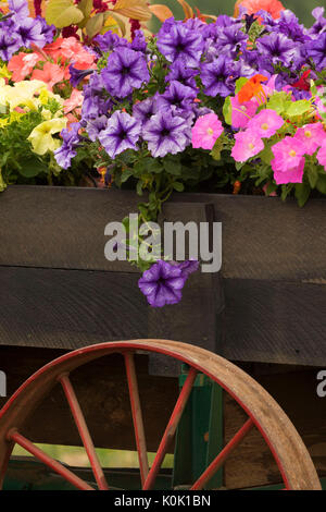 Blume wagen, Perryhill Farm, Polk County, Oregon Stockfoto