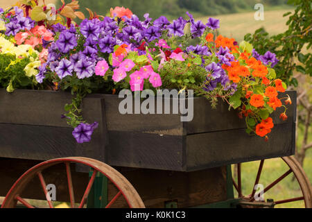 Blume wagen, Perryhill Farm, Polk County, Oregon Stockfoto