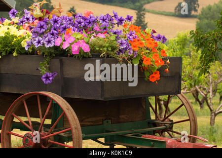 Blume wagen, Perryhill Farm, Polk County, Oregon Stockfoto