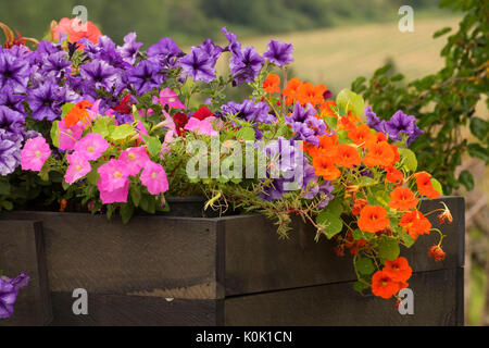 Blume wagen, Perryhill Farm, Polk County, Oregon Stockfoto