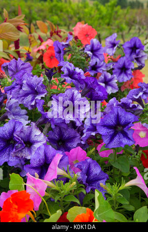 Blumen, Perryhill Farm, Polk County, Oregon Stockfoto