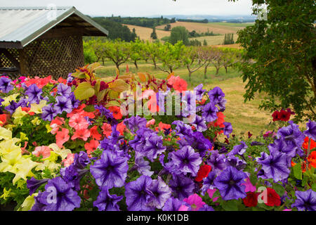 Blumen, Perryhill Farm, Polk County, Oregon Stockfoto