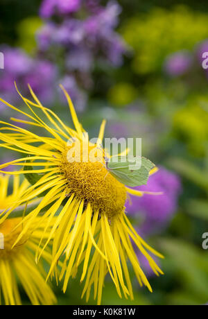 Gonepteryx rhamni. Zitronenfalter Fütterung auf der Inula magnifica onnenstrahl'. Stockfoto