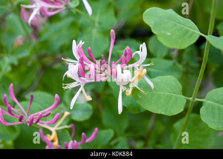 Lonicera periclymenum Blumen. Geißblatt. Stockfoto