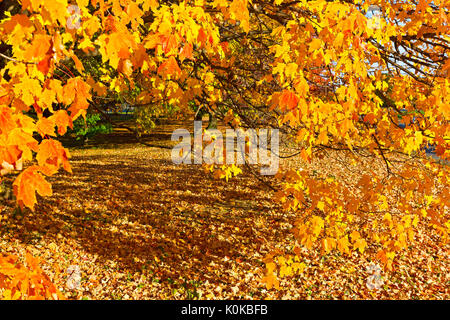 Ahorn Baum mit Schatten am Nachmittag Sonne hervorgehoben. Farbtöne von Gelb im Herbst Landschaft. Stockfoto