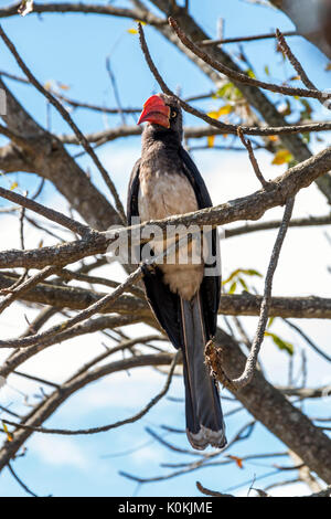 Portrait von gekrönt Hornbill Vogel auf Zweig gegen verwackelte blauen bewölkten Himmel Hintergrund in Südafrika Stockfoto