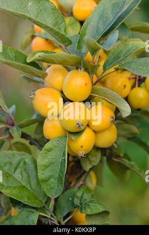 Holzapfel (Malus golden Hornet) Stockfoto