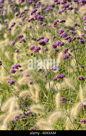 Purpletop Vervain (verbena Bonariensis) und feathertop Gras (pennisetum villosum) Stockfoto