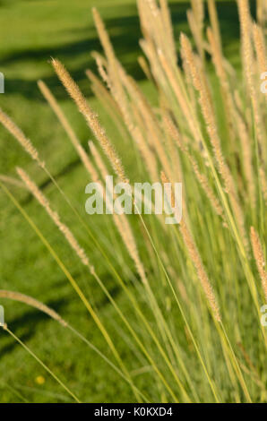 Afrikanische Feder Gras (pennisetum macrourum 'weiße Lancer') Stockfoto