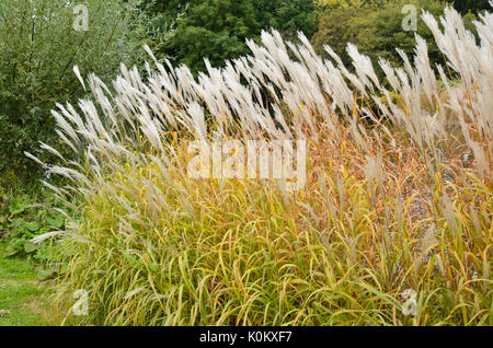 Chinesische silber Gras (Miscanthus sinensis) Stockfoto
