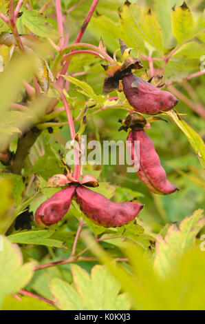 Gelbe Baum Pfingstrose (Paeonia lutea) Stockfoto