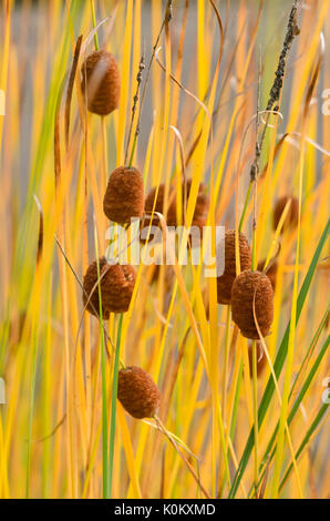 Anmutige cattail typha laxmannii () Stockfoto