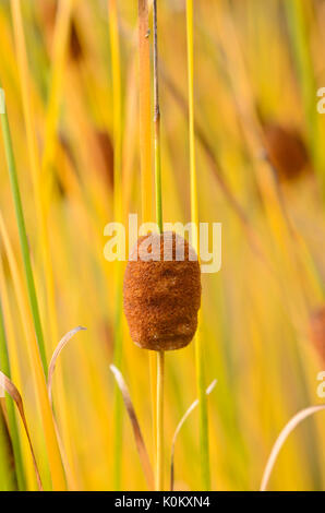 Anmutige cattail typha laxmannii () Stockfoto