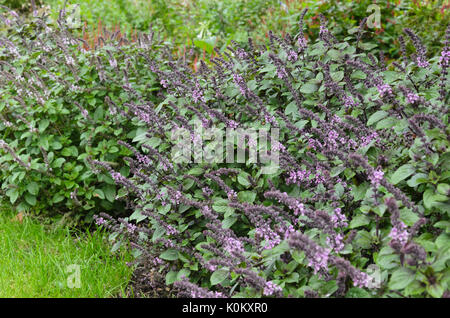 Basilikum (Ocimum Basilicum) Stockfoto