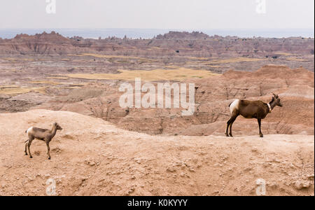 Eine Mutter und ihr Kalb Berg Schafe blicken auf einen Punkt in der South Dakota Badlands Stockfoto