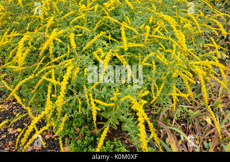 Europäische Goldrute (solidago virgaurea) Stockfoto