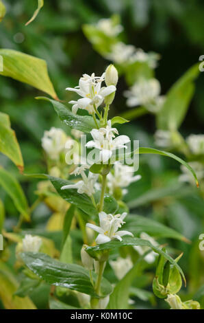 Japanische toad Lily (tricyrtis hirta 'Alba') Stockfoto