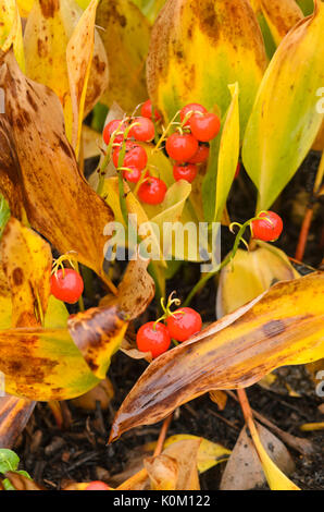 Maiglöckchen (Convallaria majalis) Stockfoto