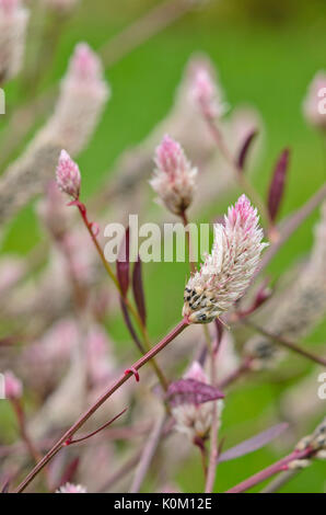 Cockscomb (Celosia argentea var. argentea) Stockfoto