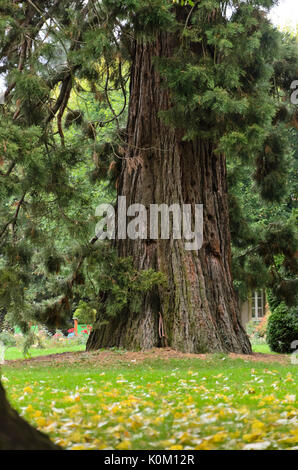 Riesige Mammutbaum (sequoiadendron giganteum) Stockfoto