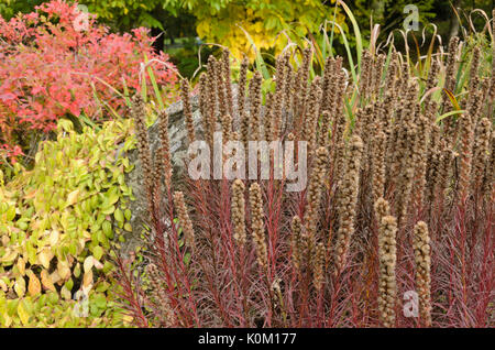 Dichten Blazing Star (Liatris spicata) Stockfoto