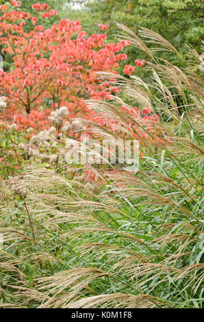 Chinesische silber Gras (Miscanthus sinensis) Stockfoto