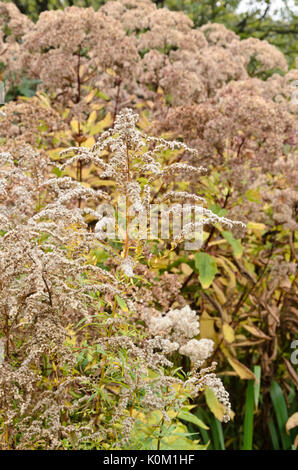 Kanada Goldrute (solidago canadensis) Stockfoto