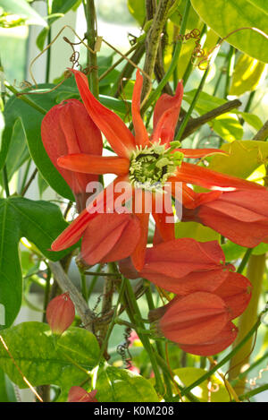 Rote Passionsblume (passiflora Racemosa) Stockfoto