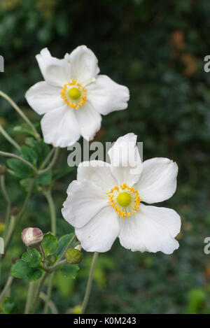 Japanische Anemone (Anemone Hupehensis var. Japonica 'Honorine Jobert') Stockfoto